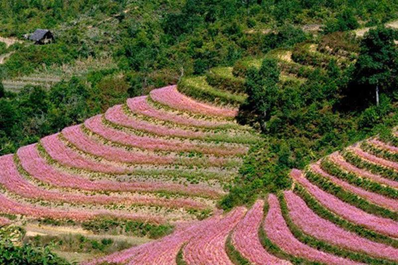 Tam Giác Mạch là địa điểm đáng cân nhắc cho các cặp đôi thích khám phá